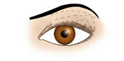 Maquillaje de Ojos Almendrados - Fig.1