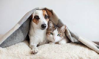 Un nuevo integrante: Como hacer para que perros y gatos convivan juntos Un nuevo integrante: Como hacer para que perros y gatos convivan juntos