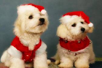 Mascotas y Navidad