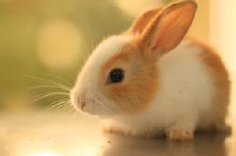 Animales Domésticos y Caseros - Hamsters Cobayos - Conejos y Periquitos